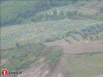 Azienda Biologica con 1000 alberi di Ulivo (4 ettari) A Castiglione in Teverina 160.000,00 euro