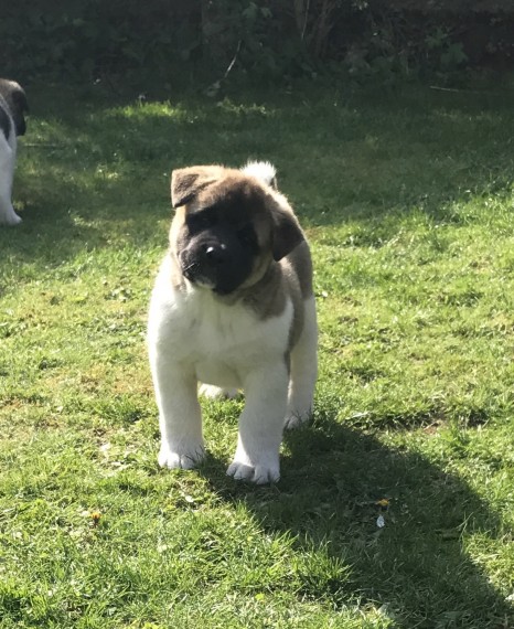 Regalo Akita Splendidi cuccioli..