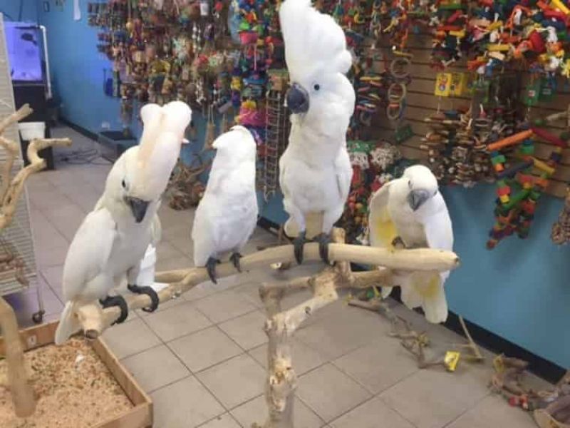 Cacatua gratis .....