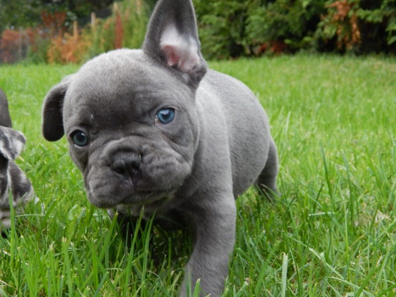  cuccioli di Bulldog Francese  ( Gratis )
