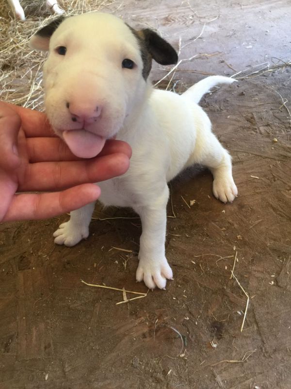   regalo cuccioli di bull terrier disponibili per l'adozione