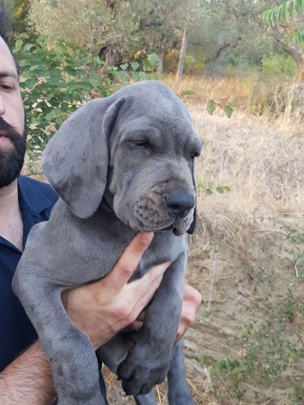 Regalo Cucciolo di Alano in pronta consegna i cuccioli verranno Dato dopo 90 giorni dalla nascita, p
