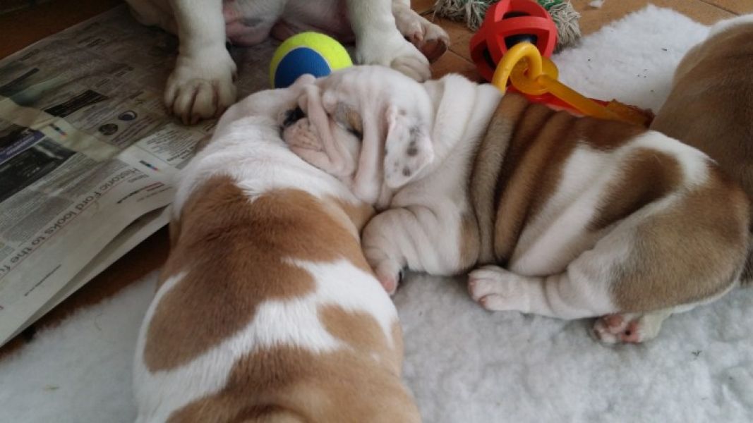 Regalo Bulldog inglese cuccioli disponibili