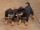 Disponibili cuccioli di Rottweiler Maschietti e Femminucce  disponibili cuccioli di Rottweiler Masch