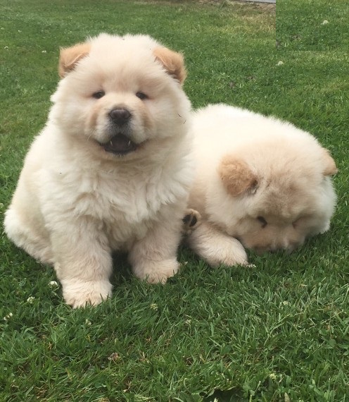  adorabili cuccioli di chow chow in regalo
