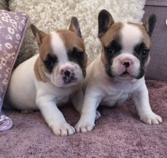 REGALO Cuccioli di Bulldog Francese