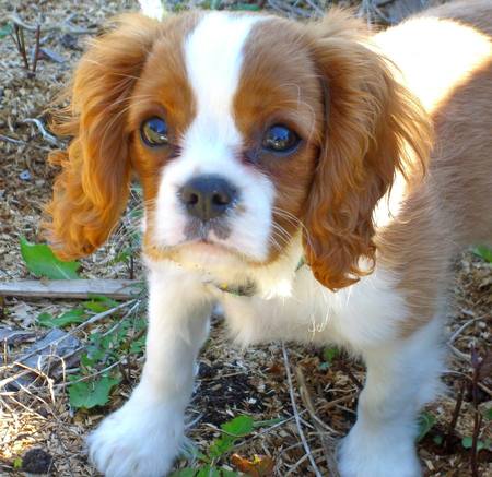 Cucciolata di REGALO CAVALIER KING CHARLES SPANIEL prestigiosa e favolosi cucciola
