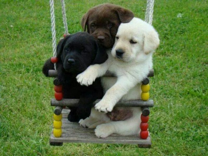 Stupende cucciolate di LABRADOR 