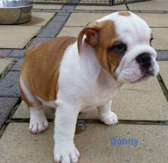Regalo Bulldog inglese cuccioli disponibili