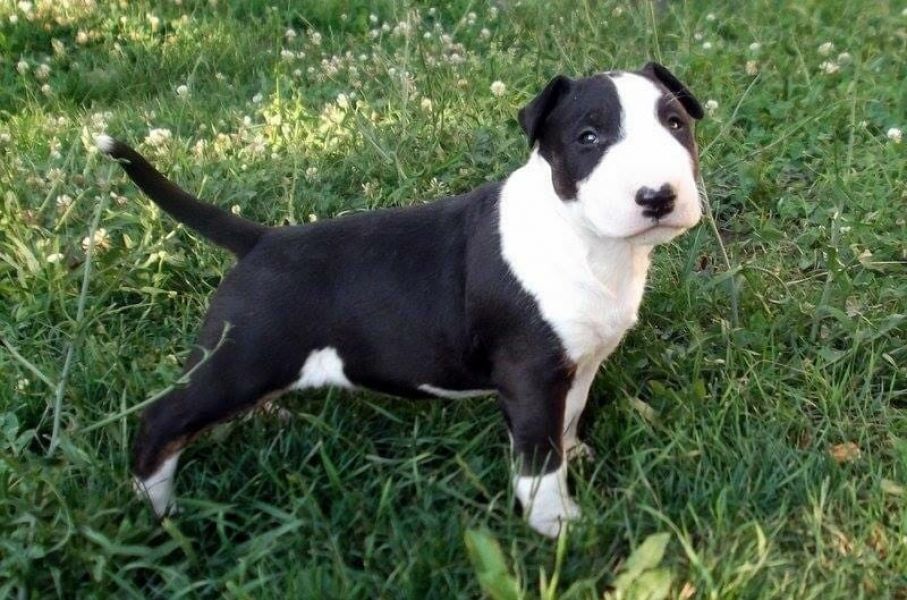   cuccioli di bull terrier  per adozione ( maschio e femmina )