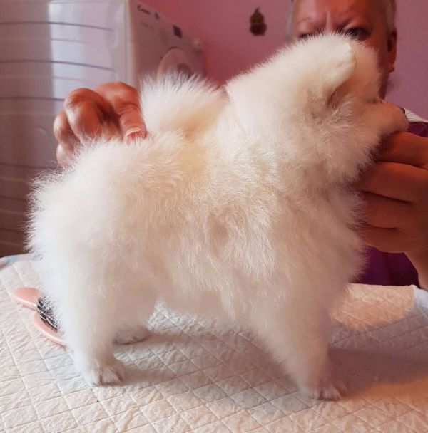  Volpino di pomerania