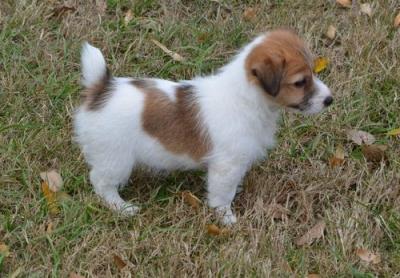 Adorabili cuccioli di jack russel femminucce e maschietti disponibili per l'adozione