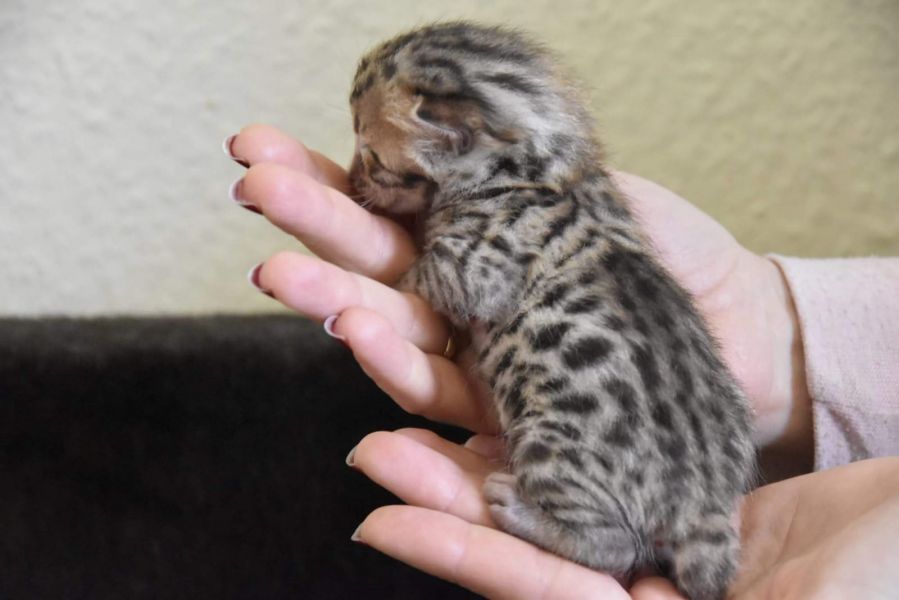  gattini di bengala  ( per regalo )