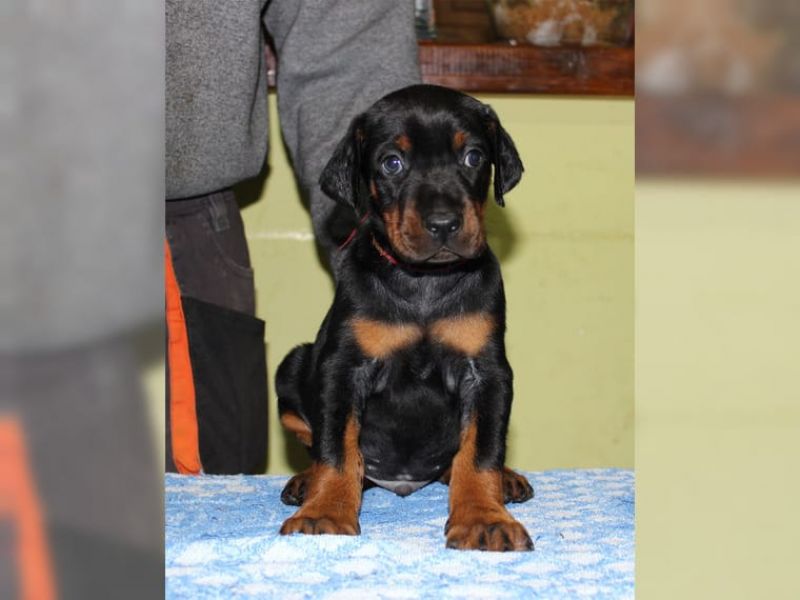 Voglio ri-casa il mio cuccioli di doberman di pura razza