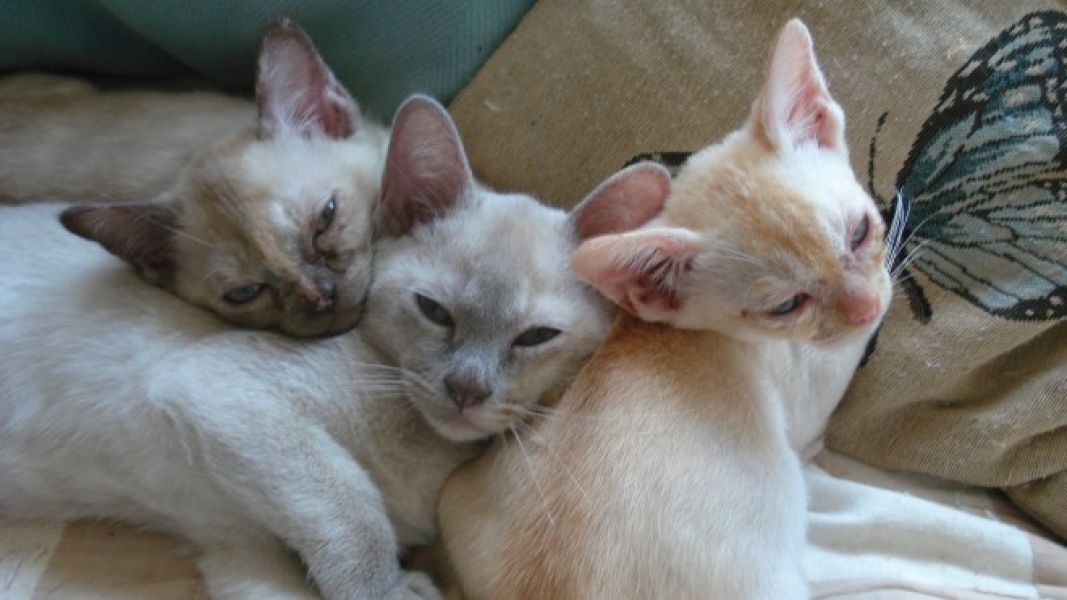 Adorabili gattini burmese