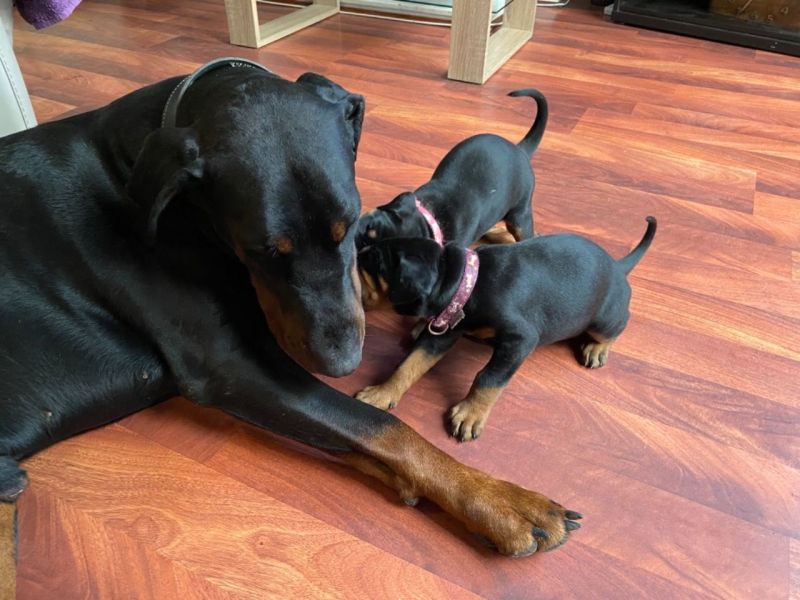 Regalo adorabili cuccioli Dobermann femminucce e maschietti