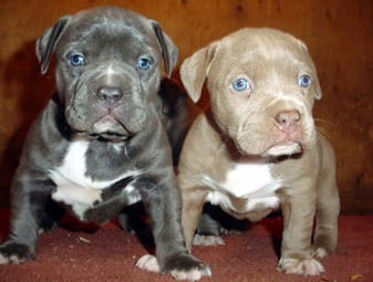 Cuccioli di pitbull  per adozione ( maschio e femmina )