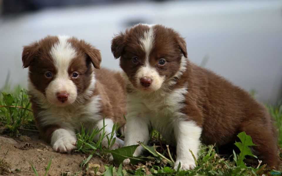 Adorabili cuccioli di border collie femminucce e maschietti