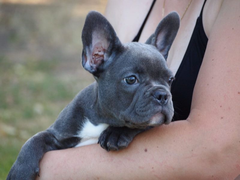 Cuccioli di razza bulldog francese per adozione 