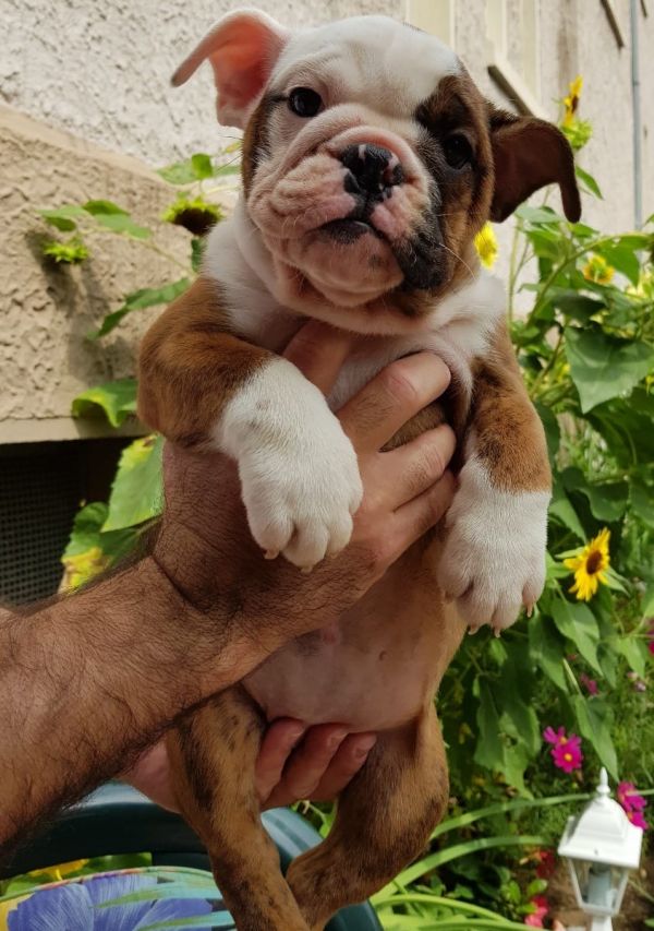 Cuccioli di bulldog inglese ( Gratis )
