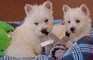 West highland terrier cuccioli con pedigree..
