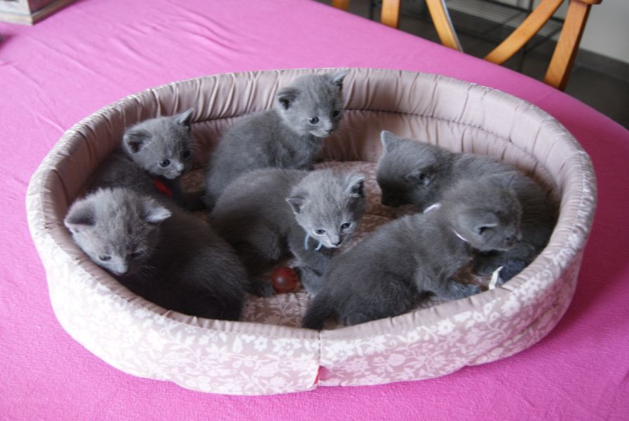 3 gattini certosini per l'adozione