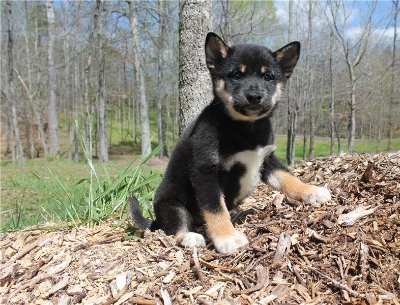  REGALO due cuccioli di Shiba Inu per l'adozione disponibili per una buona case, i cuccioli sono ben