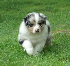Adorabili cuccioli di australian shepherd femminucce e maschietti disponibili per l'adozione cucciol