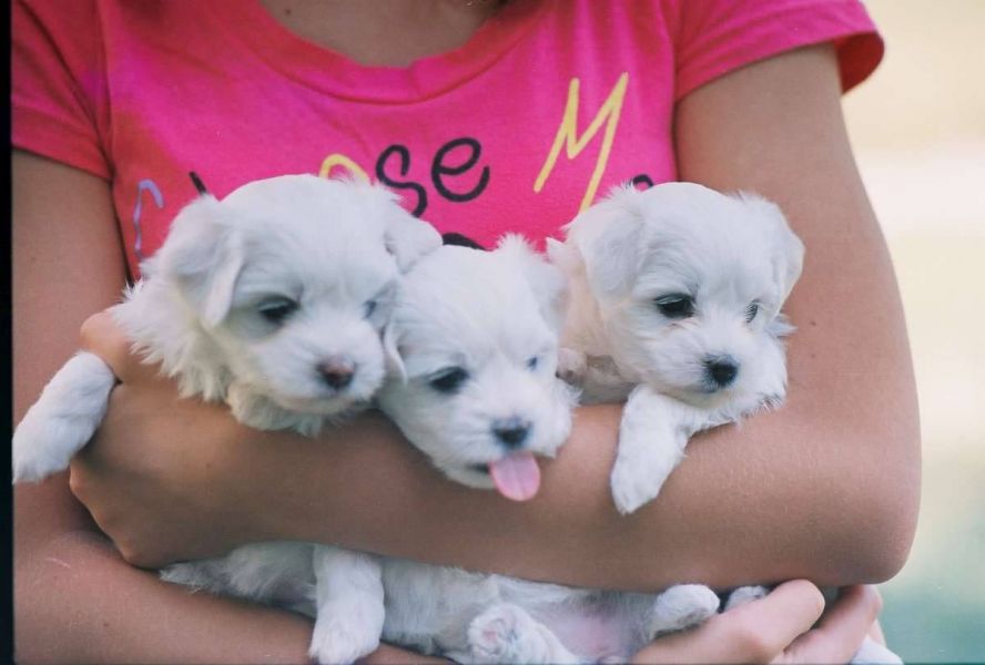 REGALO Dolci cuccioli Maltese per l'adozione