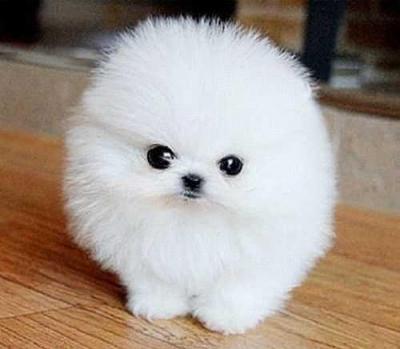 Due Cuccioli di volpino di pomerania
