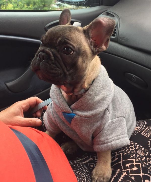  molto bella e sani cuccioli di bulldog francese per adozione  