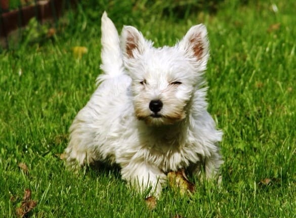 Cuccioli di West highland ( per regalo )