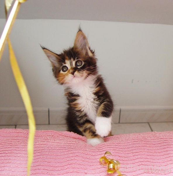Gattino Maine Coon