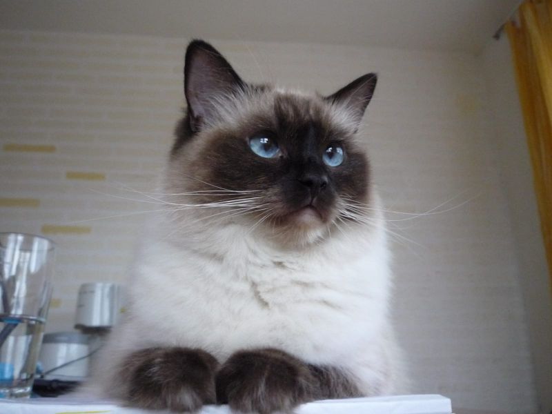 Siamese kitten  per adozione ( regalo  )