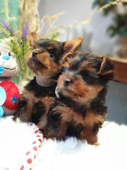 Yorkshire cuccioli