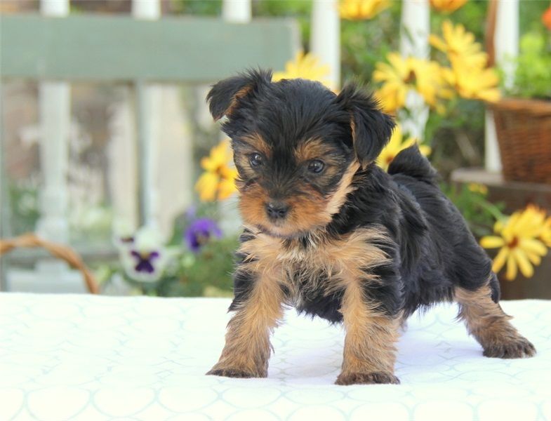 Regalo Abbiamo  avere amorevole Yorkie cuccioli per l'Adozione