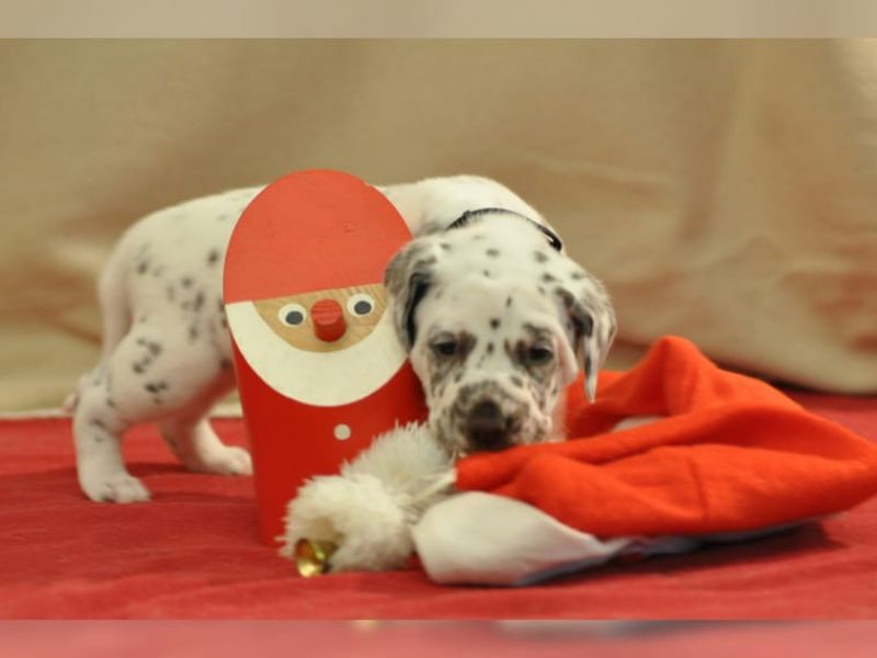   regalo cuccioli di dalmata disponibili per l'adozione