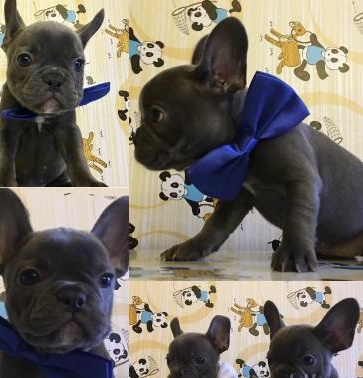 Cuccioli Bulldog Francese  Blu