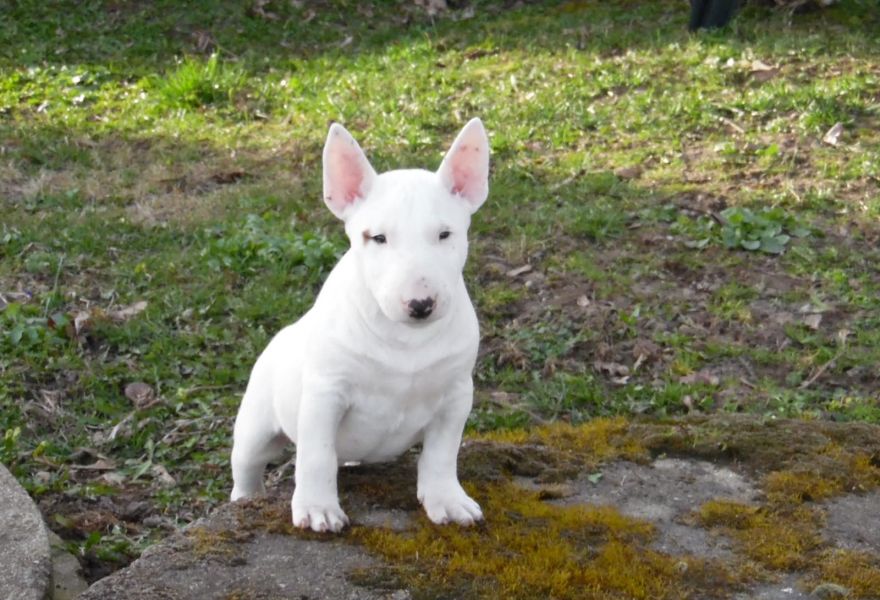  cuccioli di bull terrier  ( per regalo )