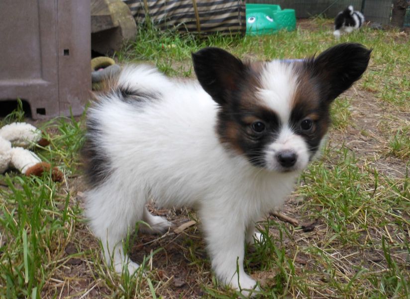 Cuccioli di papillon  per adozione ( maschio e femmina )