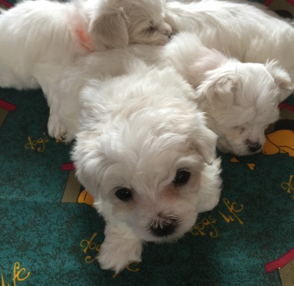 Regalo cuccioli di maltese per l'adozione