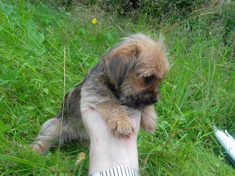  cuccioli di shih tzu per adozione ( maschio e femmina )