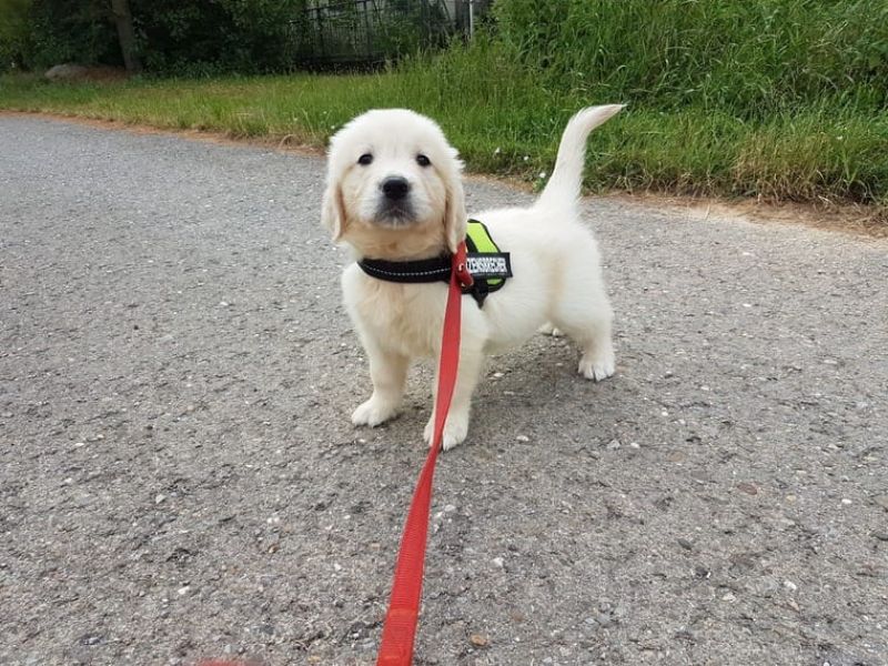 REGALO Golden retriver cuccioli