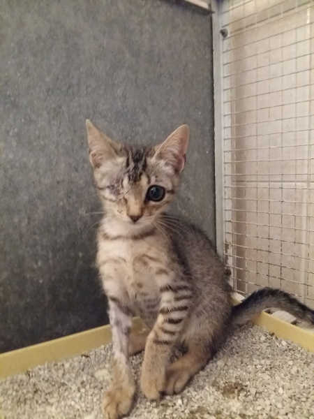 Gigina e Gigetta, micie in cerca di casa