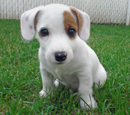 Molto bella e sani  cuccioli di jack russel   per adozione maschi e femmine disponibili (gratis) 