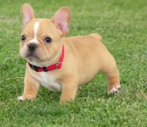 Adorabili cuccioli di bulldog francese femminucce e maschietti disponibili per l'adozione