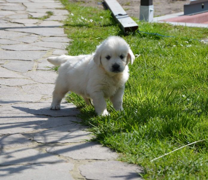 Cuccioli di golden retriever  ( per regalo )