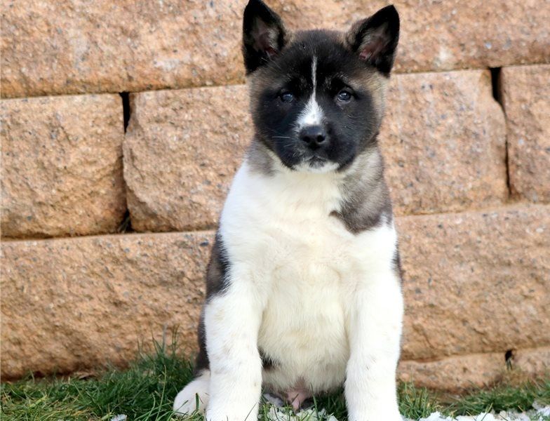 Regalo Cucciolo di Akita inu in pronta consegna
