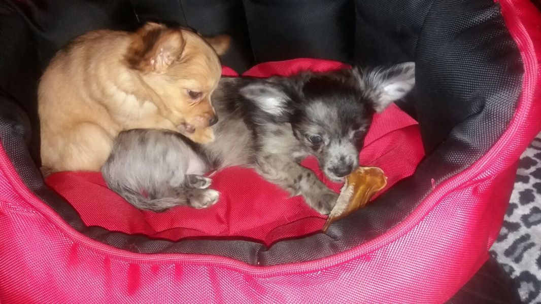  regalo cuccioli di chihuahua disponibili per l'adozione