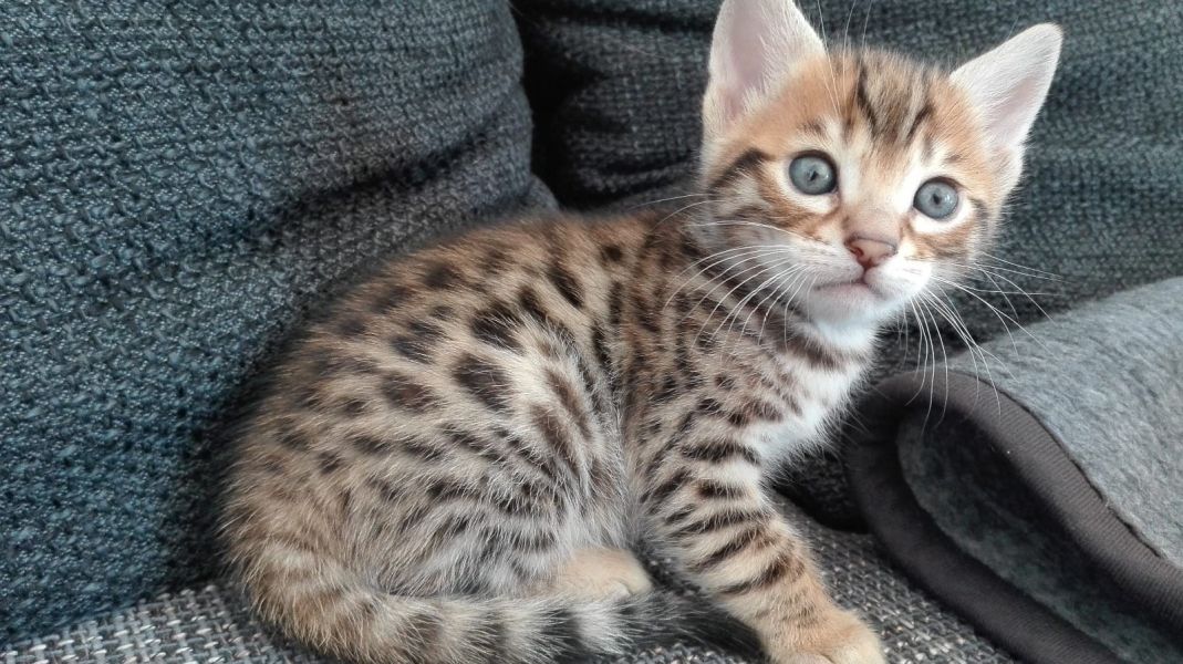 Gattini di bengala  per adozione ( maschio e femmina )